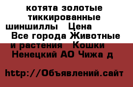 котята золотые тиккированные шиншиллы › Цена ­ 8 000 - Все города Животные и растения » Кошки   . Ненецкий АО,Чижа д.